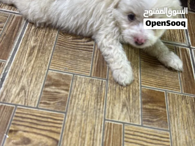 كلب مالتيز بيور