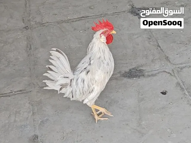 ديك العمر 7 أشهر