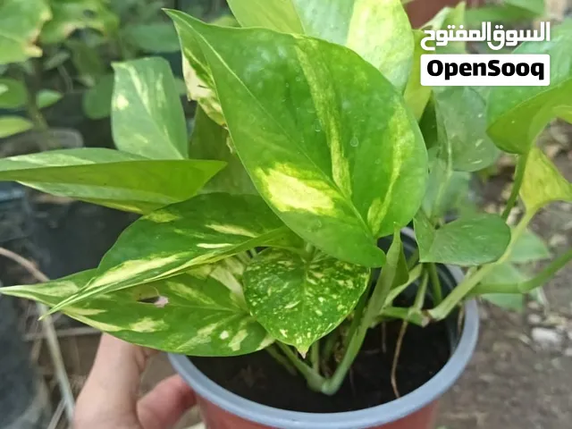 للبيع شتلات نبات البوتس