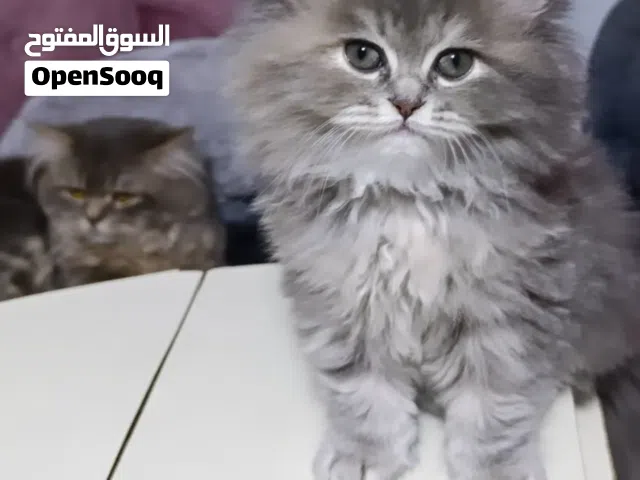 بريتيش بلون هير اطراف قصيره مميز جدا و نادر  يجي قصيرة رجل
