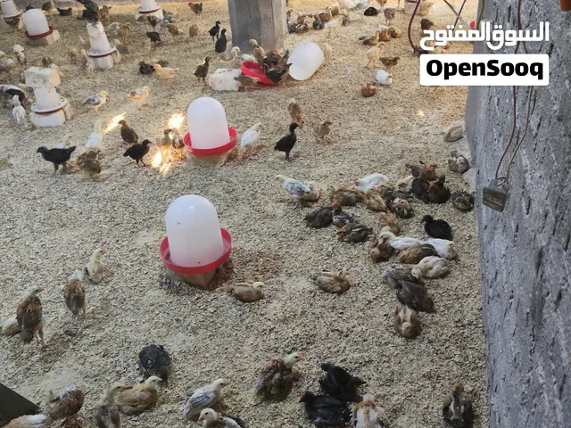 فراخ بلدي للبيع