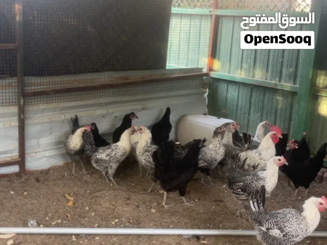 سلام عليكم