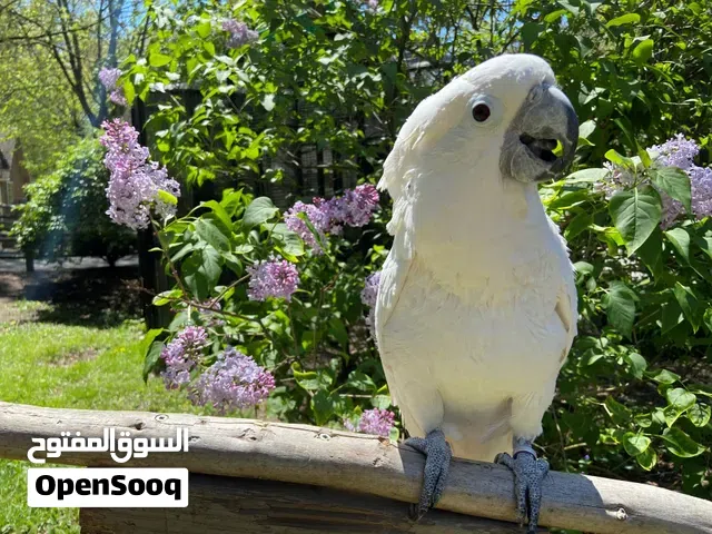 كوكاتو امبريلا