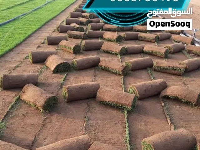 نجيله طبيعي جده
