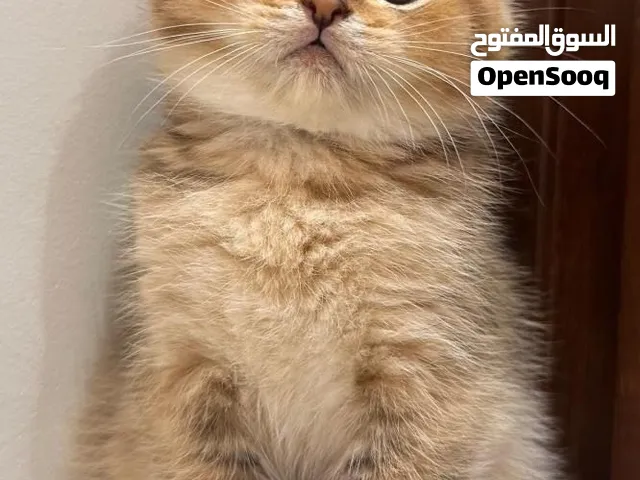 ابحث عن قط سكوتش للتبني ، looking for scottish cat for adoption