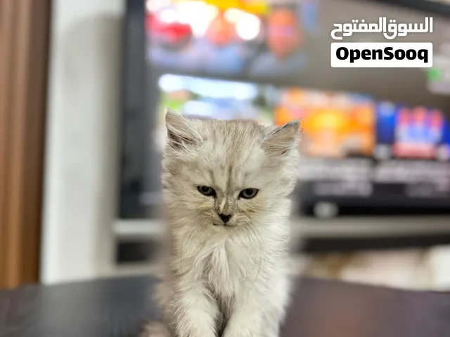 قطط انجورا مكس شيرازي للبيع!!!