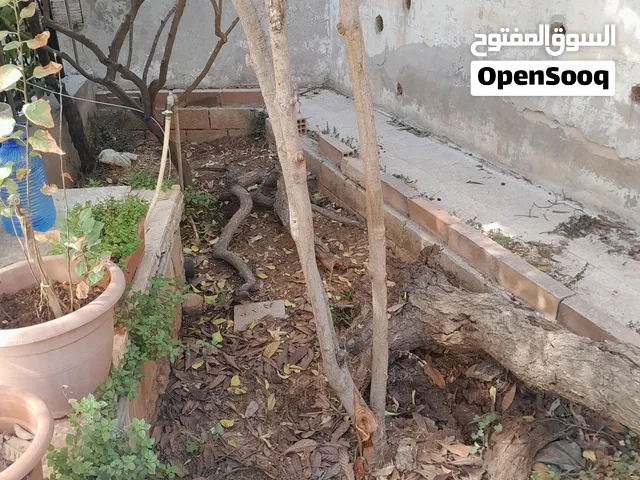 خشب مشمشة شجرة كاملة مع اسكدنيا