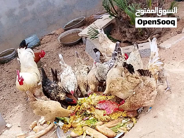 دجاج عربي للبيع تبارك الرحمن