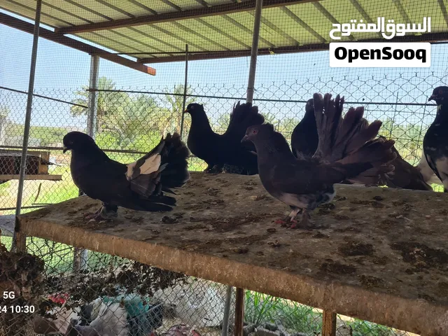 حمام شمسي  للبيع تصفيه
