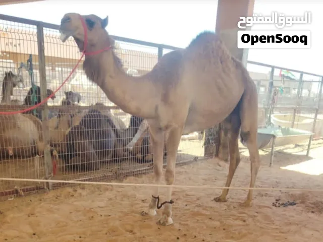 قعود طيب مركوب