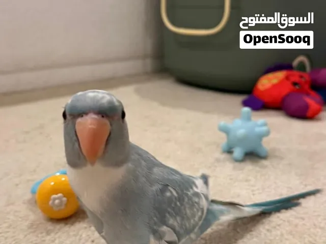 بيبي متوه ابرق