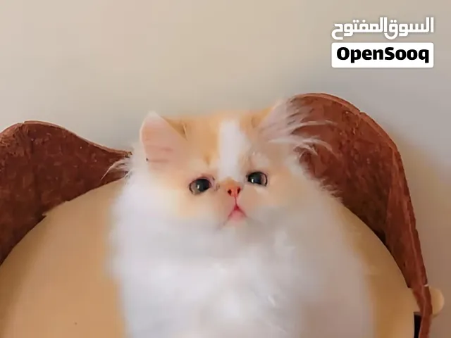 بسم الله للبيع ذكر بيرشين فان ريد وايت