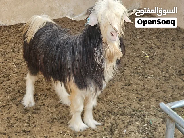 تيس رحبي  ملكي