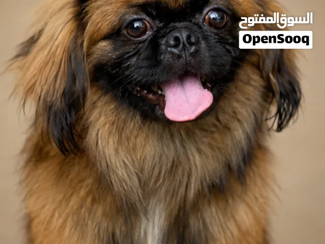 ذكر بيكنواه مستواه محترم