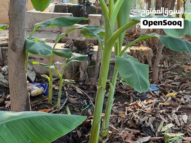 شتلات موز عماني فرض