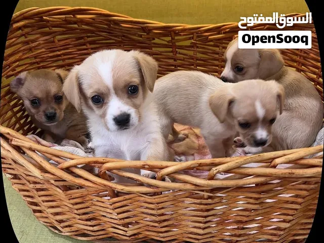 جراوي تشيلير عمر شهرين لعوبين متدربين