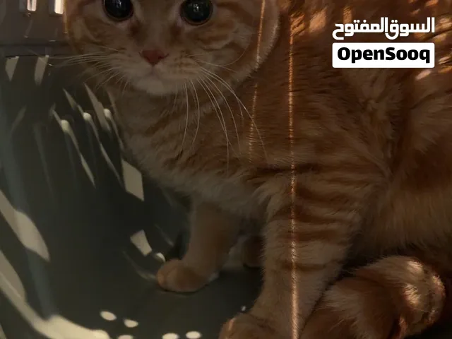 للتبني تابي برتش شورت هير