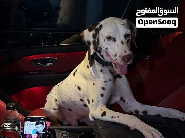 Rare Dalmatian dog