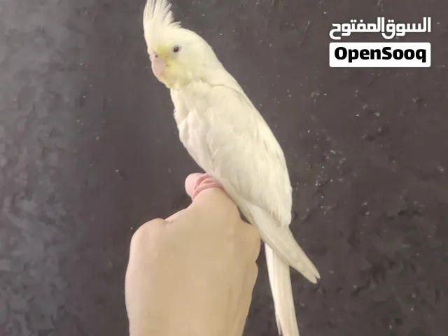 ببغاء كروان كوكتيل أليف وهدد مناسب للأطفال