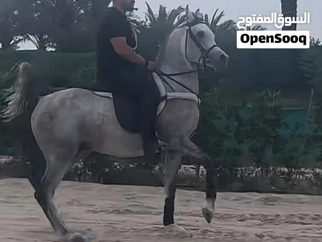 حصان بولش 2022