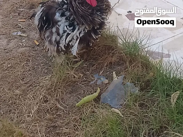زوز فراريج استرالي