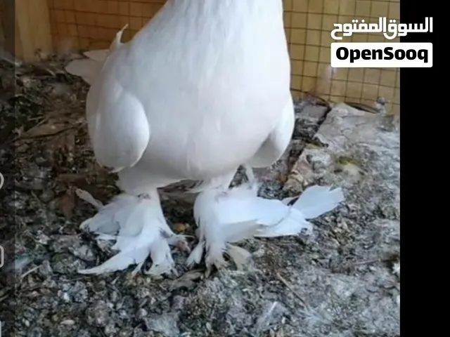 عداد الماني مرت