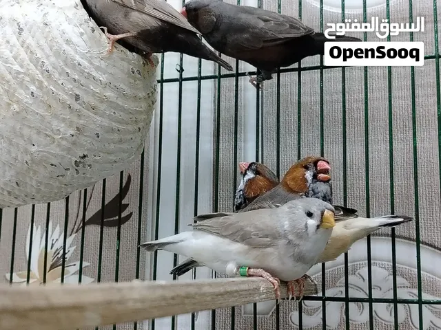 متاح فناجس للبيع الوصف مهم