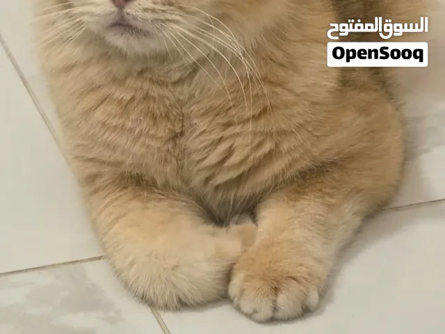BRITISH SHORTHAIR GOLD HEALTHY CHUBY