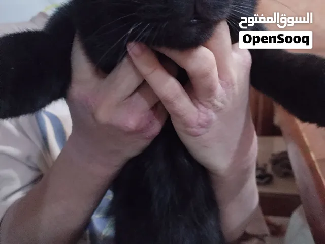 black short haired cat for adoption