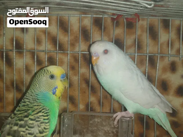 2 جوزين بادجي جوز بياض
