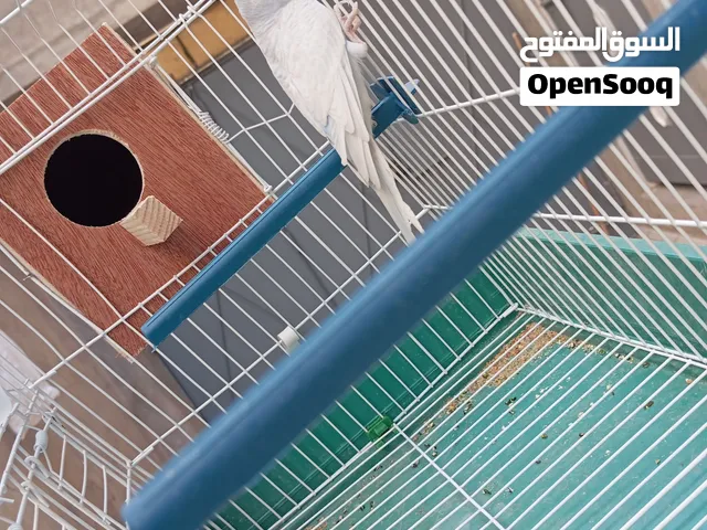 متاح انثي بقلينيو امصوقره بيع بي القفص أو حتى ريش المكان غوط الشعال شارع 10 الرقم