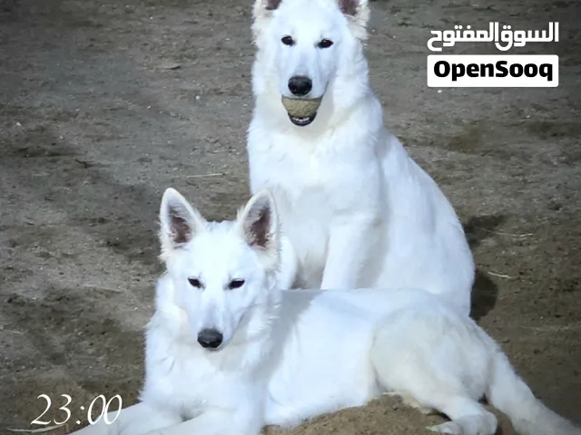 بيعة سريعة زوج سويس شيبرد