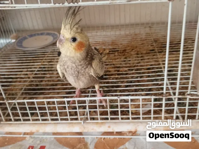 كوكتيل للبيع اليفات طينة حلوات ونظيفات فقط للبيع الوصف مهم
