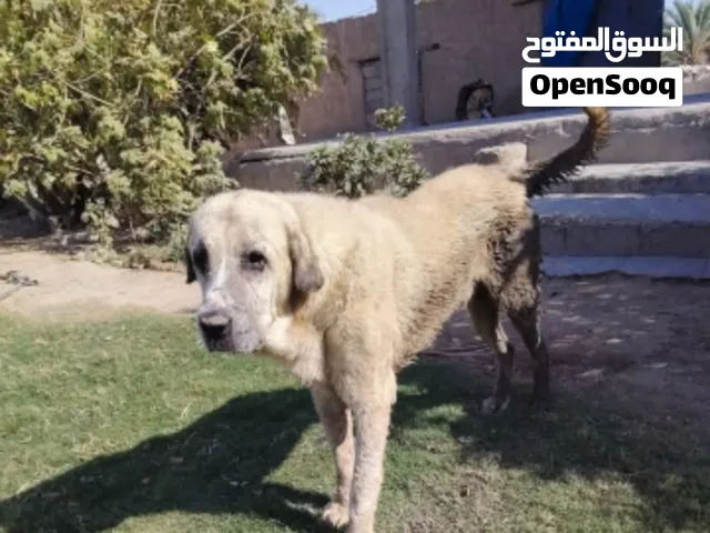 فحل بشدر ب 150الف