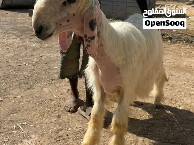 حمل نجديي بيوررر عمره خمس شهور