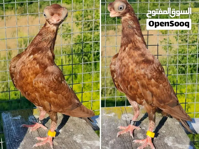 مطلوب كوبية كوري