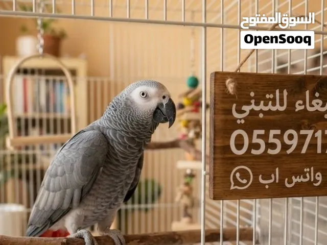 السلام عليكم مطلوب ببغاء للتبني الي عنده يتواصل  على واتس اب