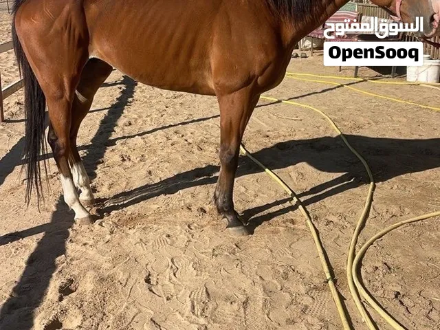 خيل انقليزي للبيع
