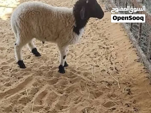 مطلوب خرفان بلدي عمر ثلاث لاربع شهور