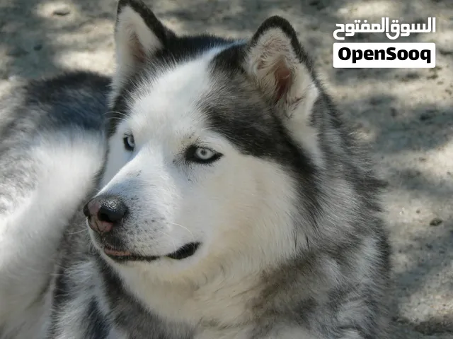 pure Dogs كلاب بيور