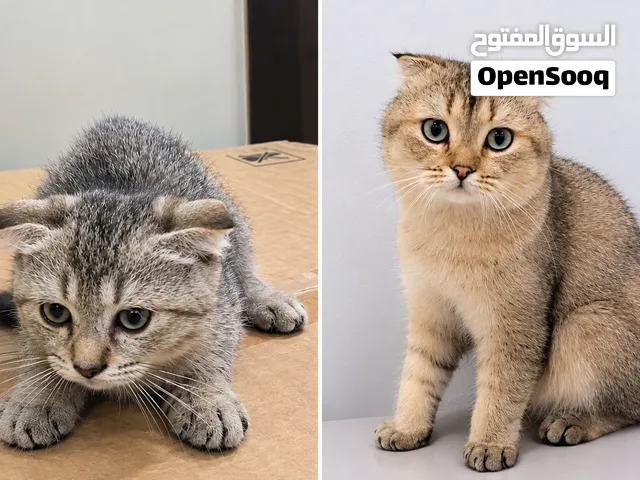 قطه ستوكش فولد للبيع