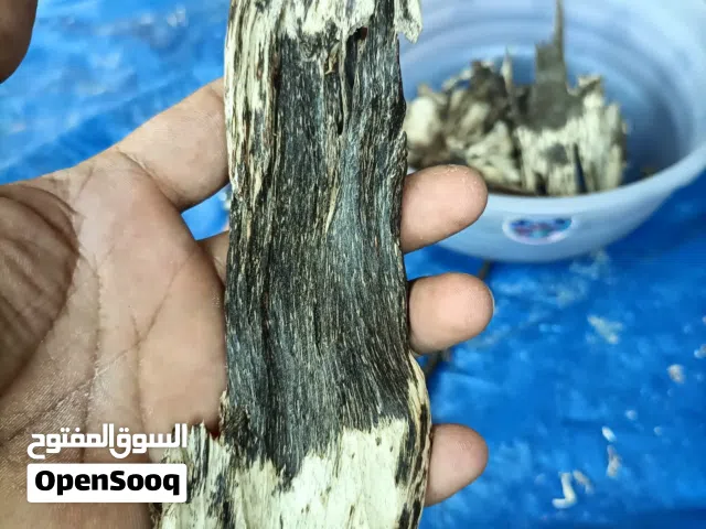 جميع أنواع العود ودهن العود لدي (Every type of oudh and dehnal oudh i have)