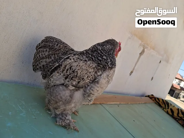 ديكين كوشن