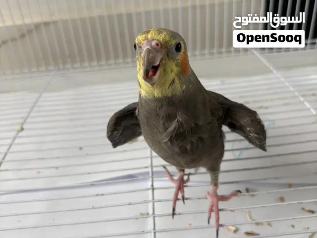 كروان رمادي