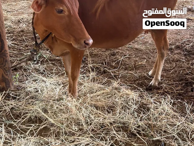 بقره سمينه