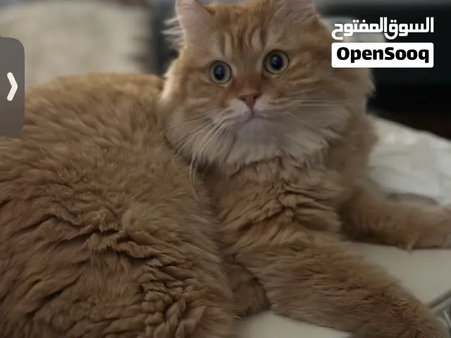 قط ذكر شيرازي معقم .. لا ينجب .. للتبني في الرياض