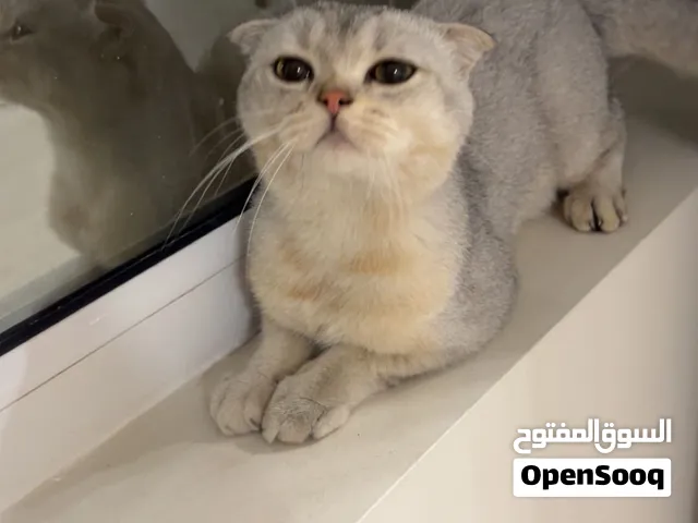 قط سكوتش للتبني