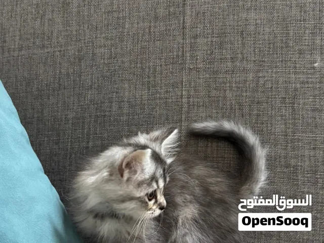 للبيع قطط واحد على 15
