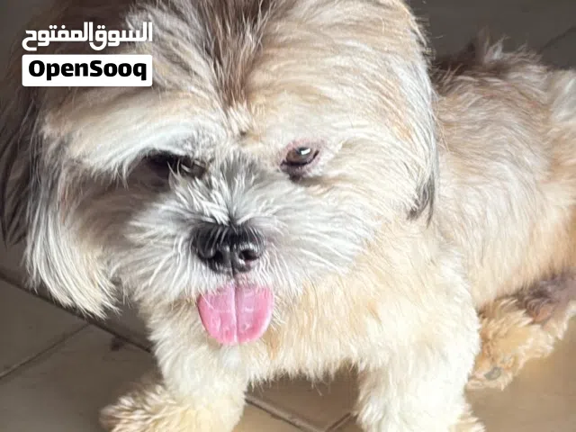 للبيع شيتزو ذكر العمر ست شهور ماخذ اول تطعيم مع جواز ولعوب معا الاطفال والسعر : 3500 غير قابل
