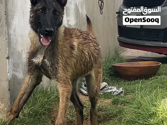 جرو مالينوه شرس وناشط ويحب الكوره 4 شهور